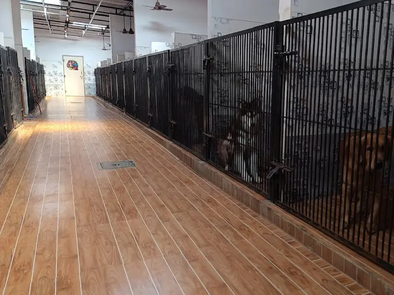 Suzi Kennels, photo 3