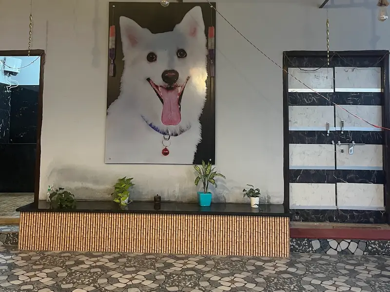 Suzi Kennels, photo 5