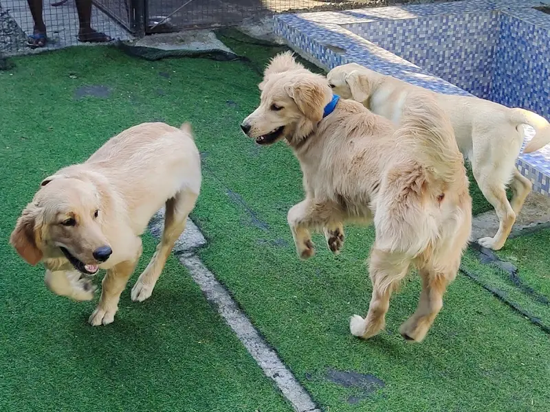 Furry Affair Pet Care, photo 4