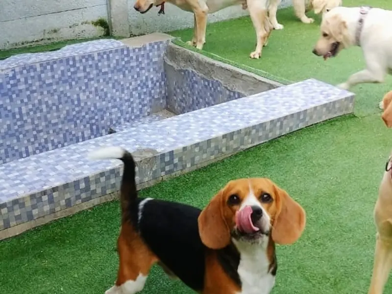 Furry Affair Pet Care, photo 5