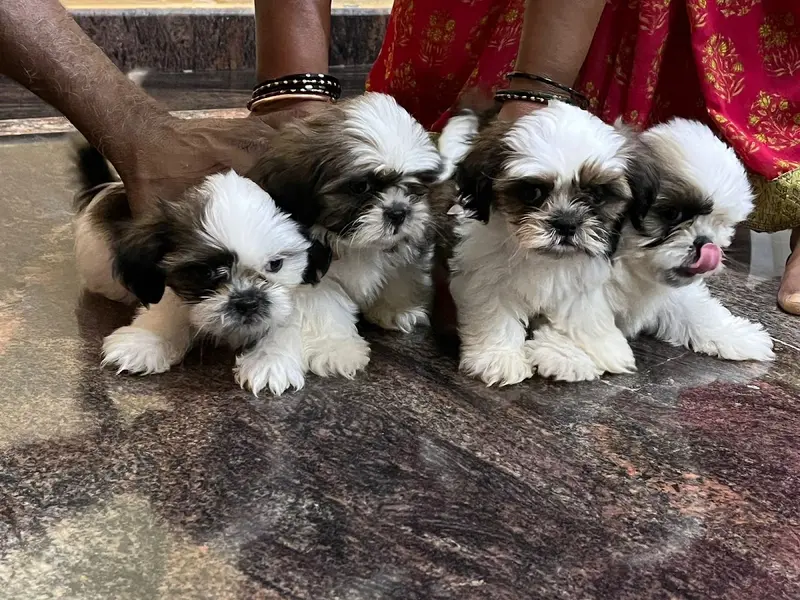 Pet resort, photo 3