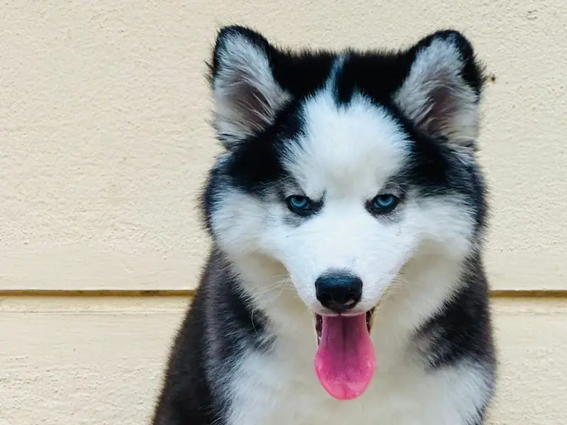 Pet resort, photo 4