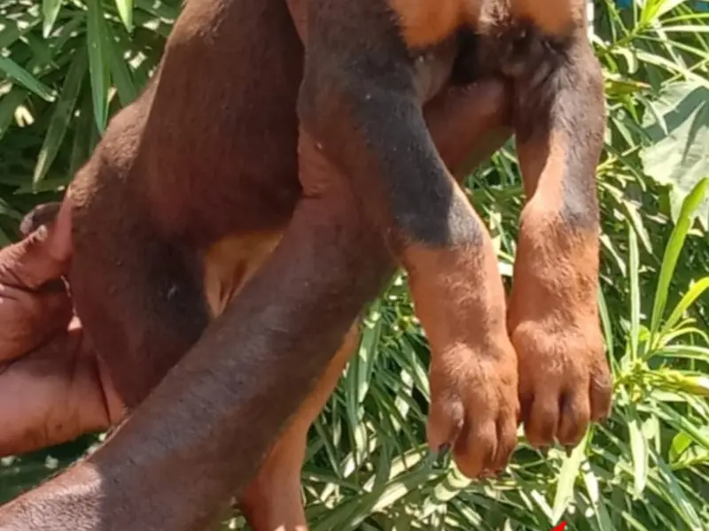 Pet resort, photo 5