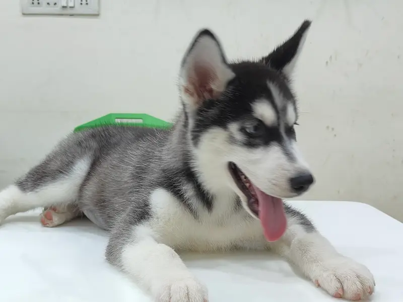 Enrich Pet/Dog Clinic & Pet Animal Diagnostics, photo 3