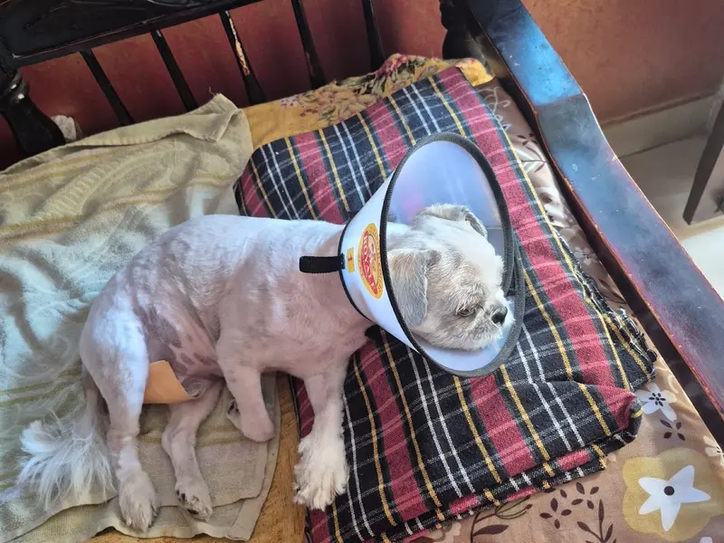 Enrich Pet/Dog Clinic & Pet Animal Diagnostics, photo 4