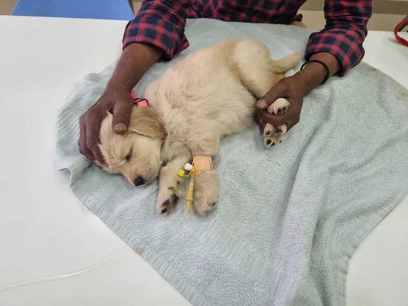 Enrich Pet/Dog Clinic & Pet Animal Diagnostics, photo 5