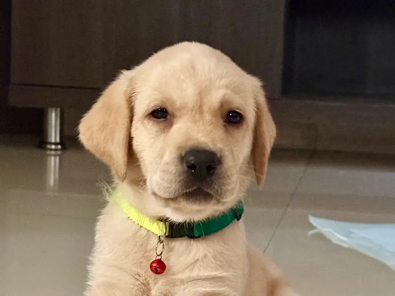 Maddy pets and kennels, photo 2