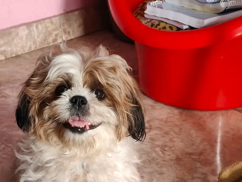 Maddy pets and kennels, photo 3