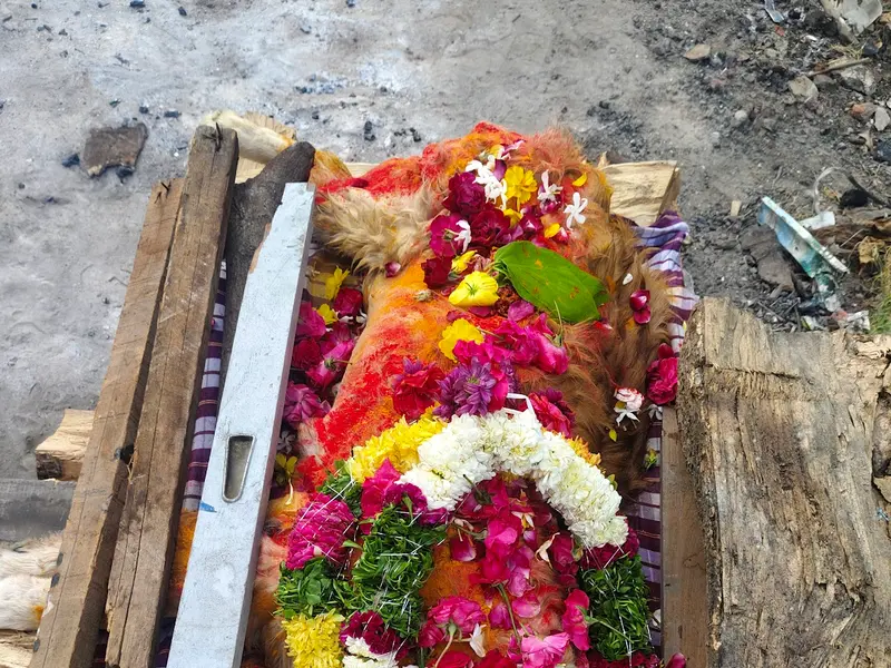 Mobile Pet Grooming And Cremation, photo 2