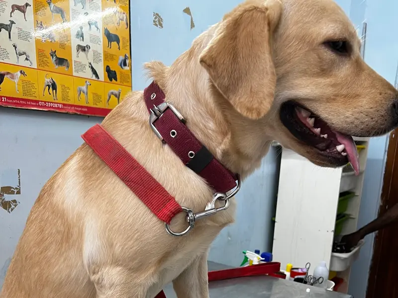 PETPLANET DOG CLINIC AND ANIMAL DIAGNOSTICS, photo 2