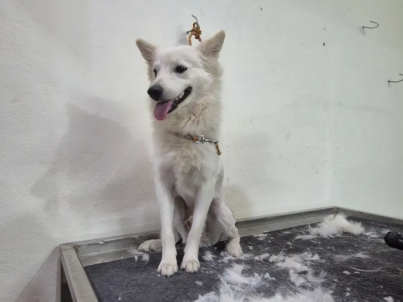 Shiva Pet Needs & Grooming, photo 5