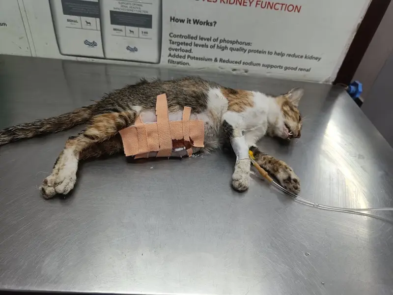 Sniffers Pet Clinic, photo 3