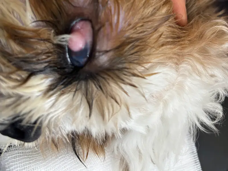 Sniffers Pet Clinic, photo 5