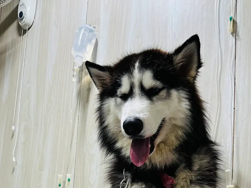 Akshaya Pet Clinic, photo 5