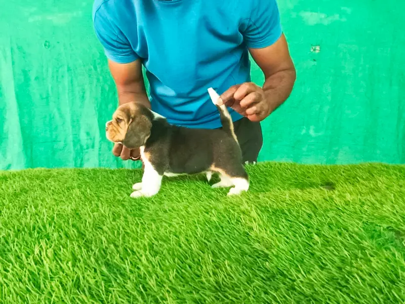 D'Hills Kennels Boarding and Dog Training School, photo 5