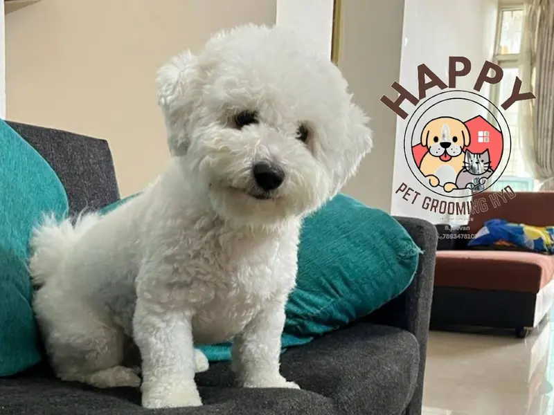 Happy pet grooming service, photo 3