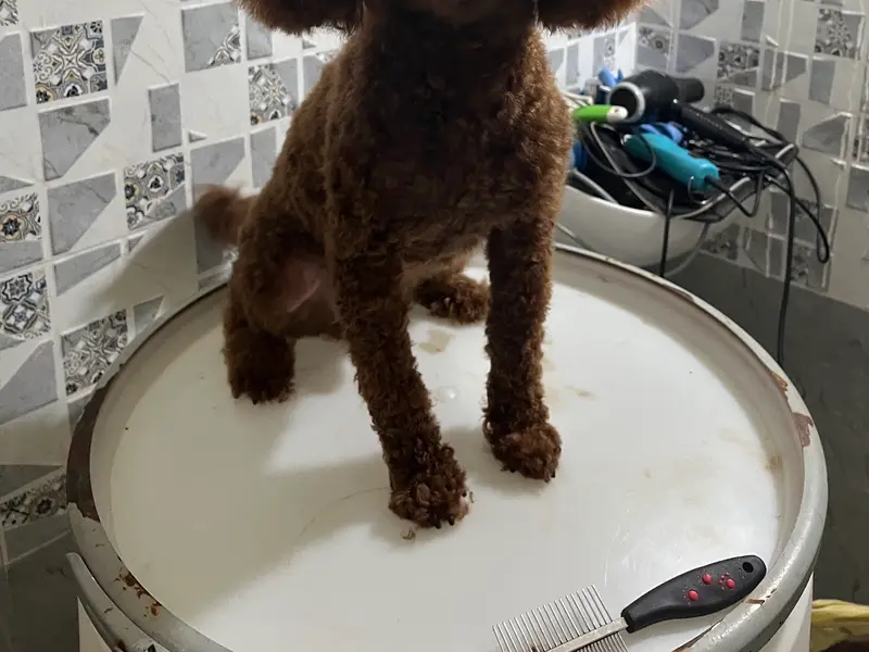 Happy pet grooming service, photo 4