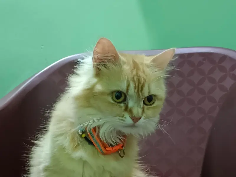 Happy pet grooming service, photo 5