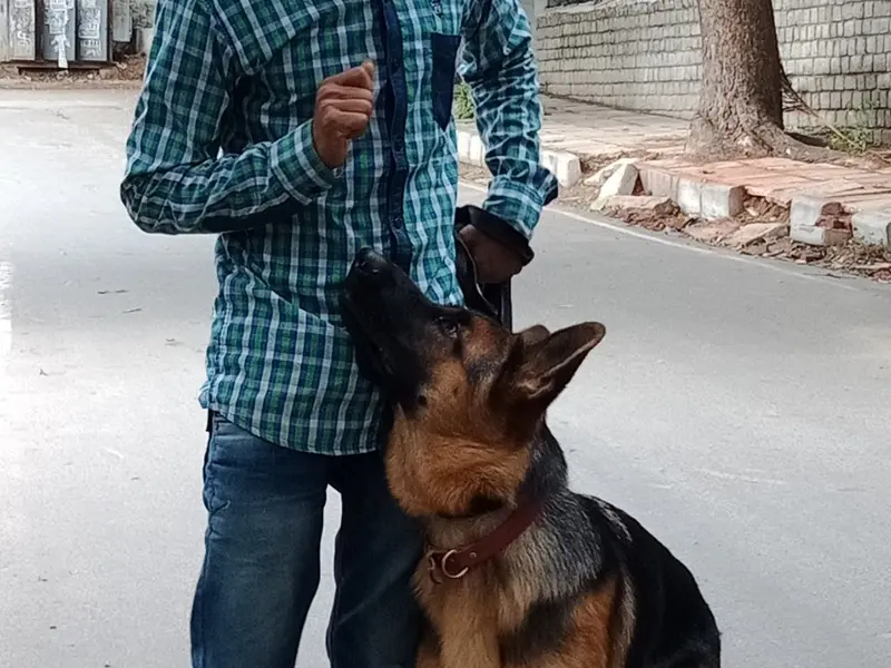 K9 Behave Dog Training, photo 2