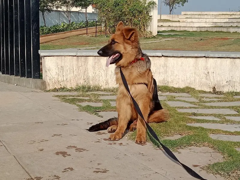 K9 Behave Dog Training, photo 3