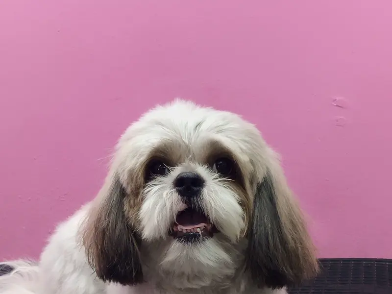 Pretty paw 🐾 Pet Grooming Studio & clinic, photo 2