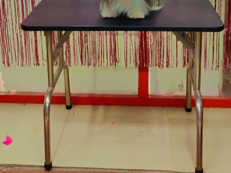 Scoopy Scrub Pet Grooming Salon, photo 3
