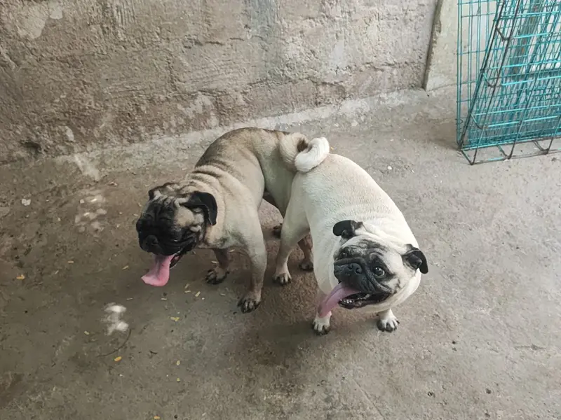 Soulmate Pet Services, photo 3
