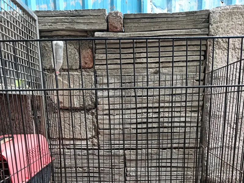Soulmate Pet Services, photo 5