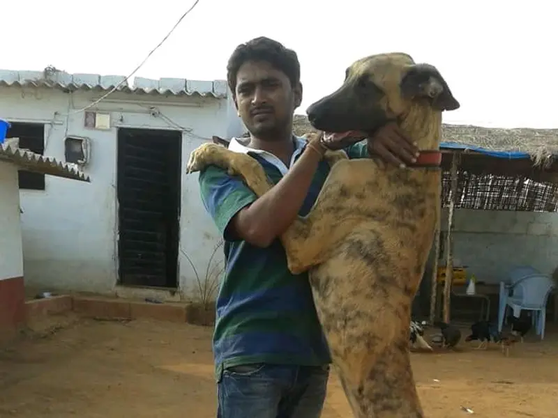 Surya Dog Trainer's, photo 4