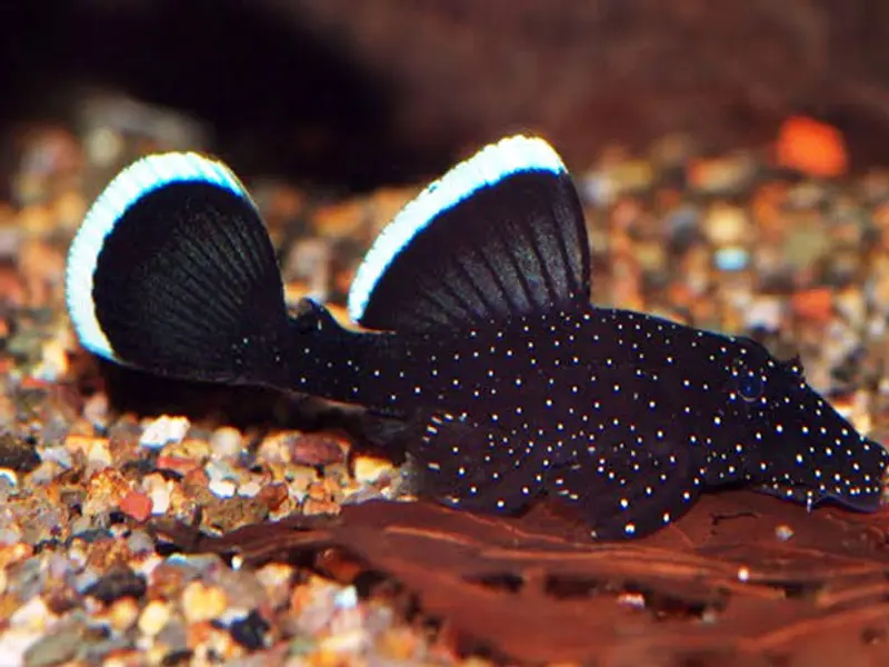 The Fish World Aquariums and Pets, photo 3