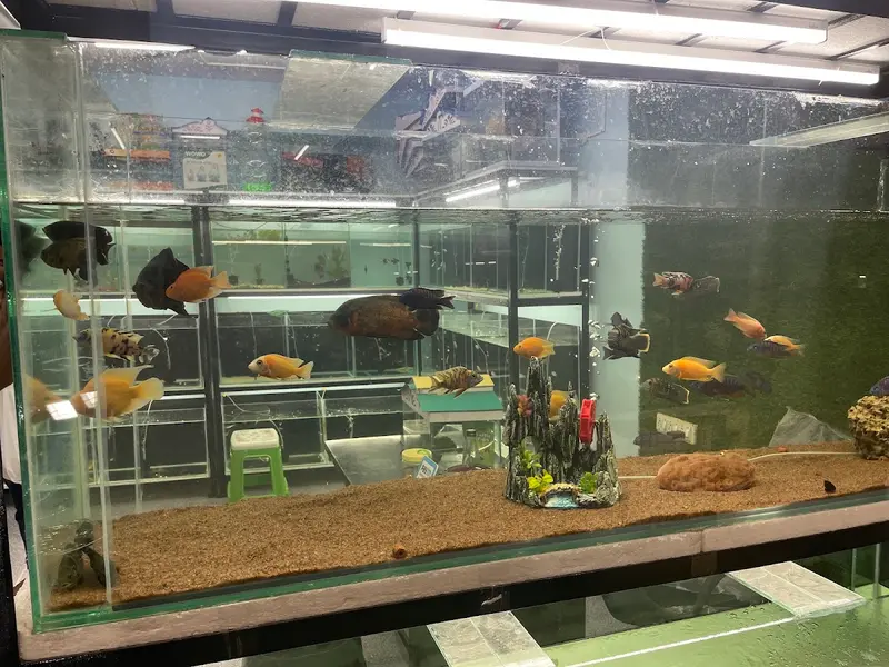 The Fish World Aquariums and Pets, photo 5