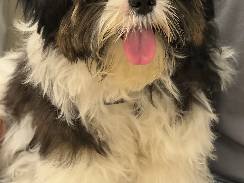 Vetic Pet Clinic Kukatpally, photo 4