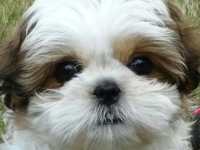 Annu pet world, photo 2