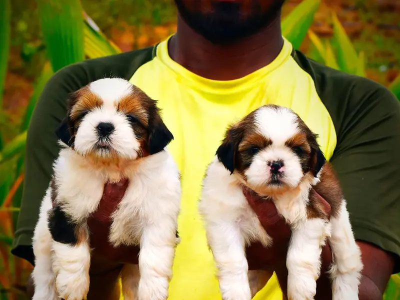 Annu pet world, photo 4
