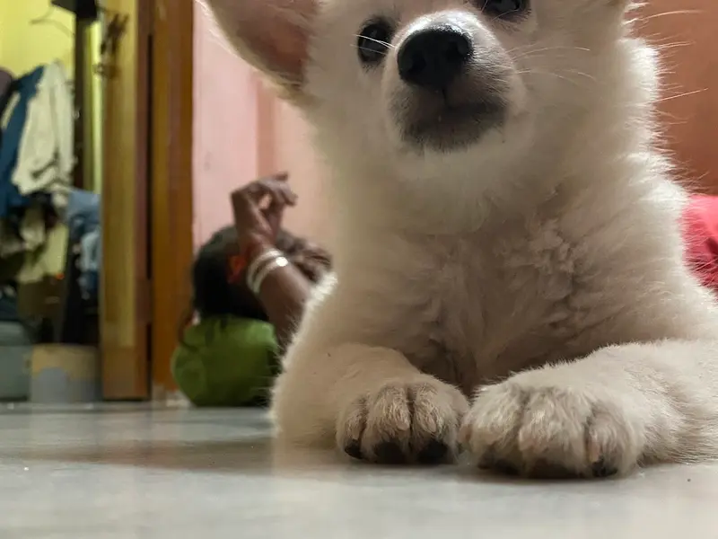 Annu pet world, photo 5