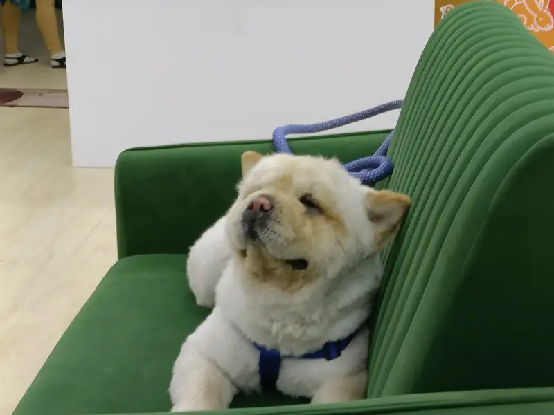 HAPPET | Best Pet Grooming, Boarding & Vet Care in Hyderabad – Book Now!, photo 4
