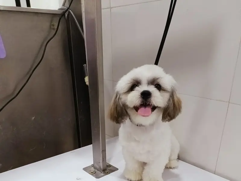 HAPPET | Best Pet Grooming, Boarding & Vet Care in Hyderabad – Book Now!, photo 5