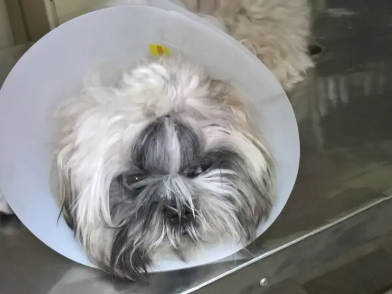 Happy Pet Clinic, photo 3