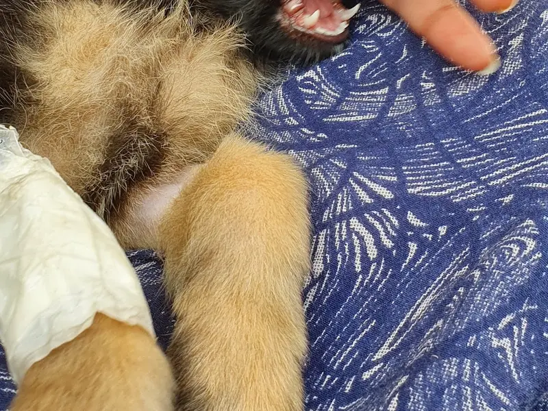 Happy Pet Clinic, photo 5