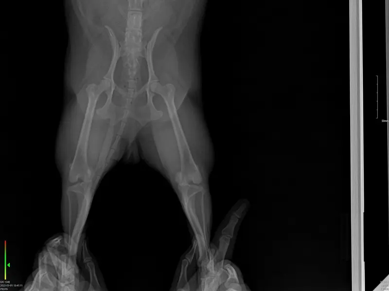 SKS Veterinary Hospital, Hyderabad, photo 5