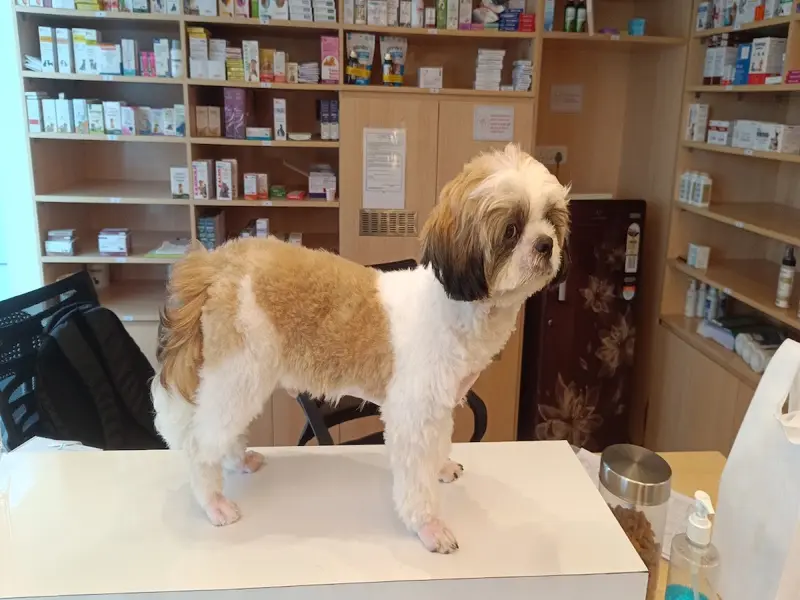 Vetic Pet Clinic HITEC City, photo 4