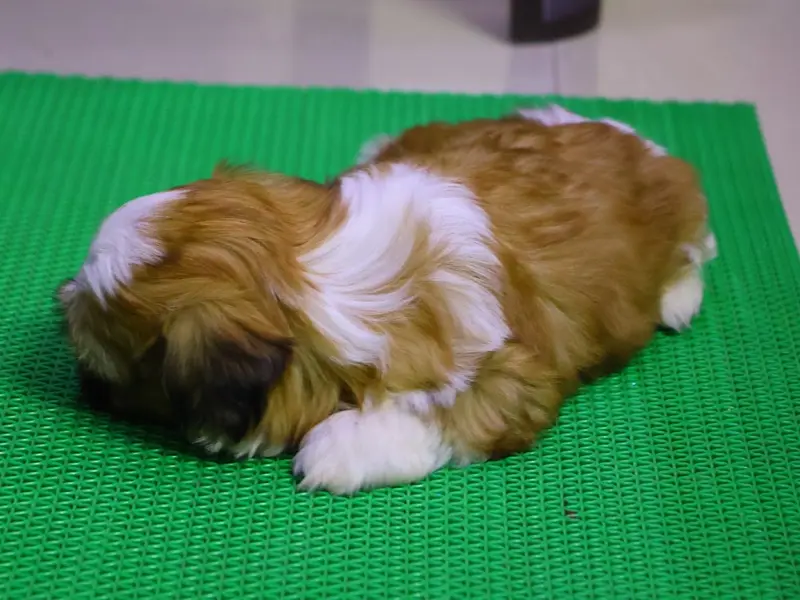 Absolute Pet Store, photo 3