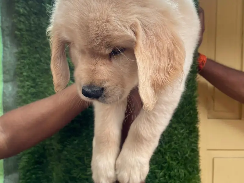 Absolute Pet Store, photo 4