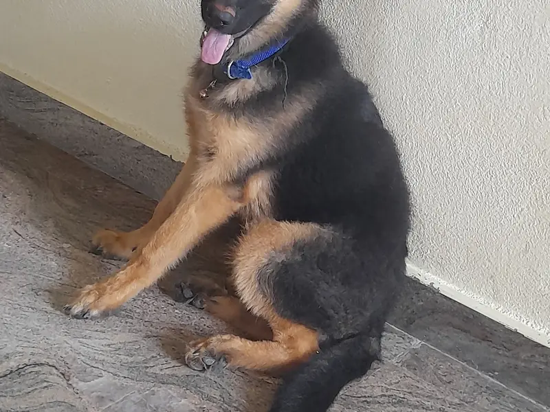 Moorthy's Pet Care & Boarding Center, photo 2
