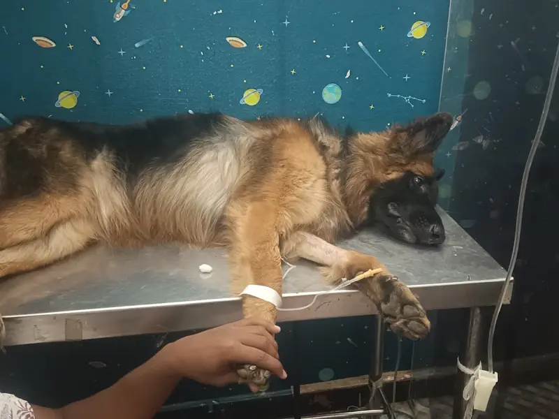 Vijaya Pet Care Clinic, photo 3