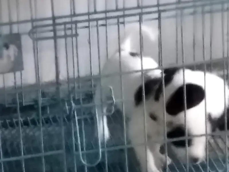 Sai Krishna Pet Shop, photo 5