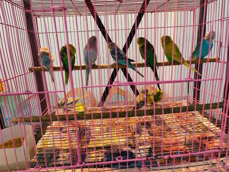 VR Pets and kenneld, photo 2