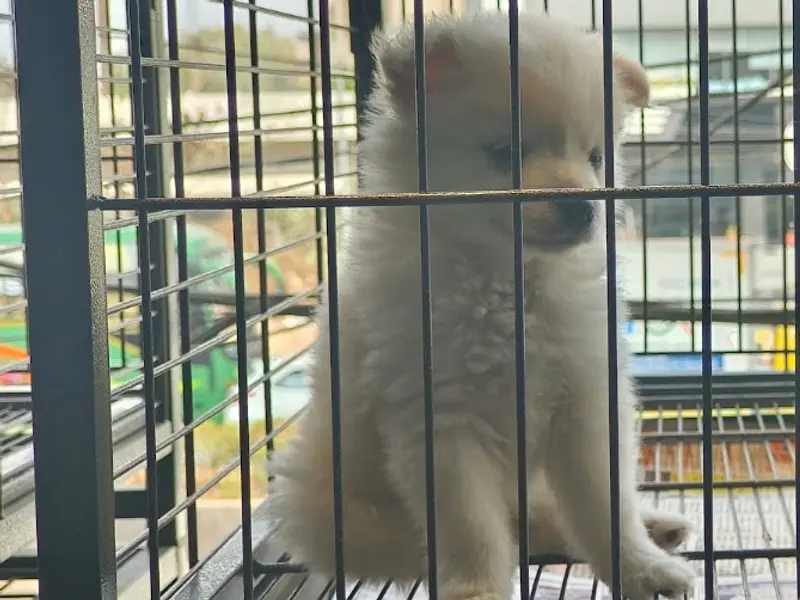 VR Pets and kenneld, photo 3
