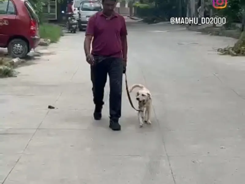 Madhu's dog training services, photo 2