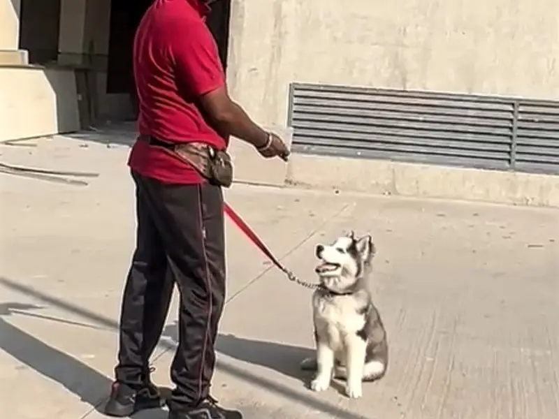 Madhu's dog training services, photo 4